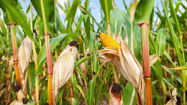 Maize Price in Pakistan